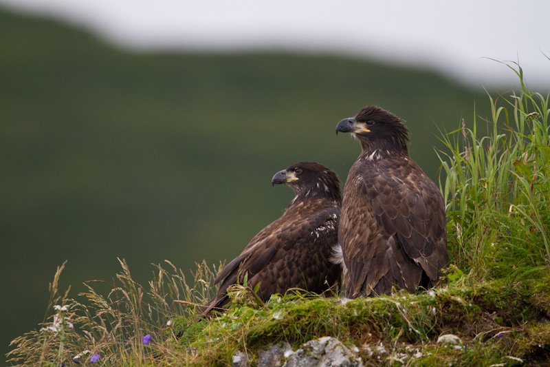 Bald Eagles